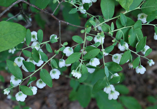 image of Vaccinium stamineum var. 2 ("candicans"), Appalachian Deerberry