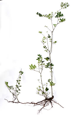 image of Ligustrum sinense, Chinese Privet