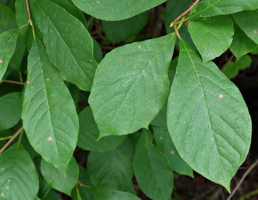 black gum tree leaves