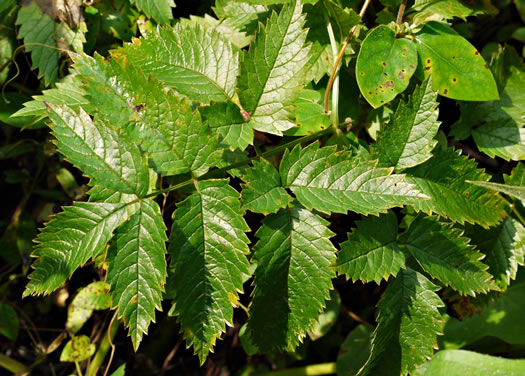 image of Cicuta maculata var. maculata, Water-hemlock, Spotted Cowbane