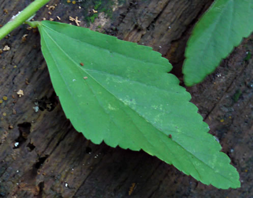 Sida rhombifolia var. rhombifolia, Arrowleaf Sida, Diamondleaf Fanpetal, Cuban Jute