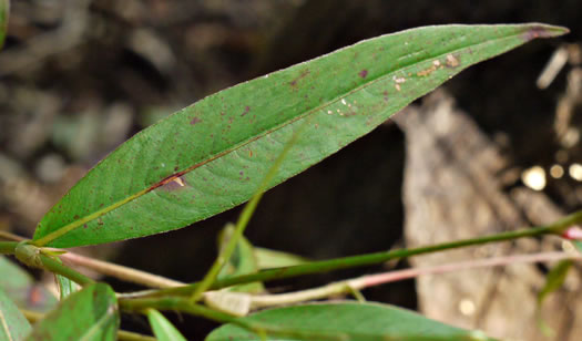 image of Persicaria setacea, Swamp Smartweed, Bog Smartweed
