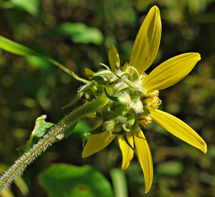 image of Helianthus resinosus, Hairy Sunflower, Resinous Sunflower, Gray Sunflower, Resindot Sunflower