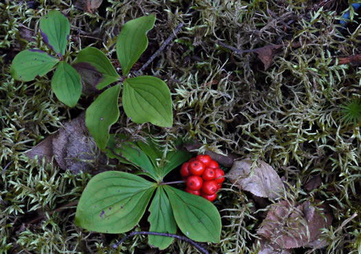 image of Chamaepericlymenum canadense, Bunchberry, Dwarf Dogwood, Dwarf Cornel