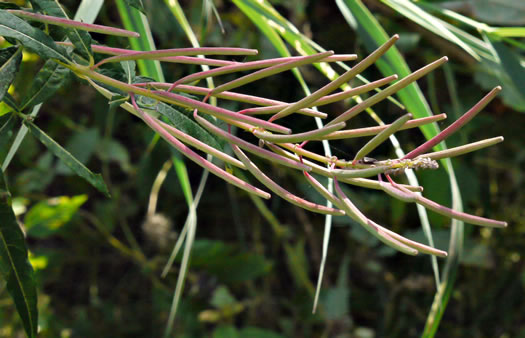 image of Chamaenerion angustifolium ssp. circumvagum, Great Willowherb, Fireweed