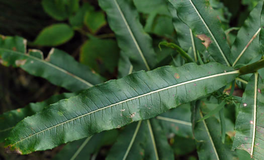 Chamaenerion angustifolium ssp. circumvagum, Great Willowherb, Fireweed