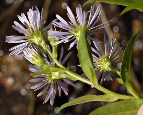 Symphyotrichum puniceum var. puniceum, Purplestem Aster, Swamp Aster