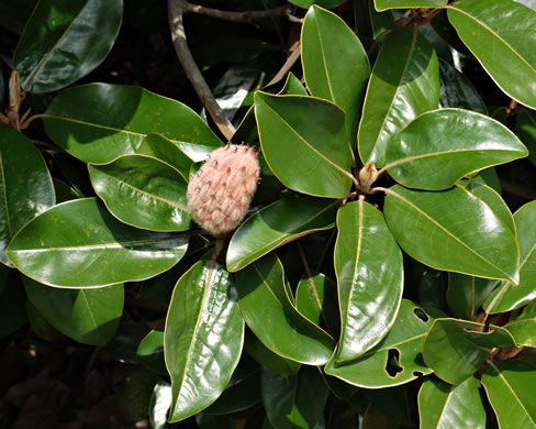 image of Magnolia grandiflora, Southern Magnolia, Bull Bay
