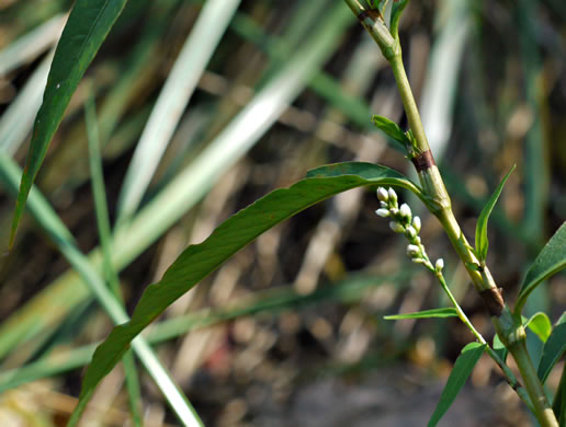 image of Persicaria punctata, Dotted Smartweed