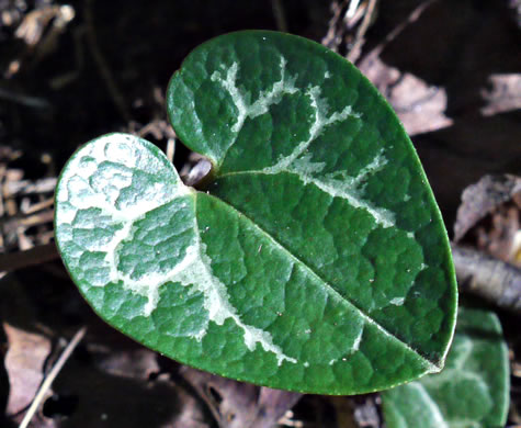 image of Hexastylis naniflora, Dwarf-flower Heartleaf