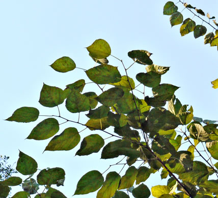image of Morus rubra, Red Mulberry