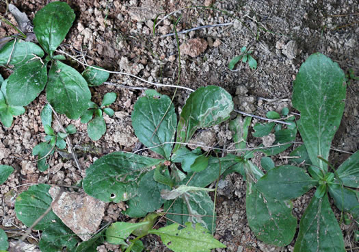 image of Erigeron pulchellus var. pulchellus, Robin's Plantain