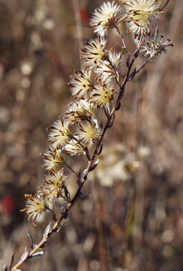 image of Symphyotrichum concolor var. concolor, Eastern Silvery Aster