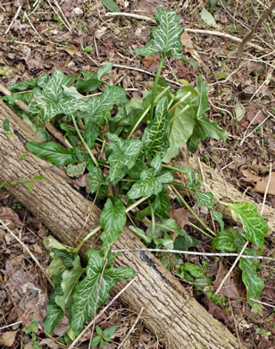 Arum italicum ssp. italicum, Italian Arum, Lords-and-ladies