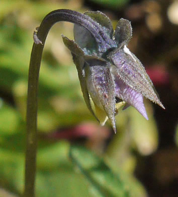image of Viola arvensis, European Field Pansy