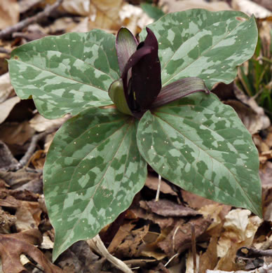 image of Trillium cuneatum, Little Sweet Betsy, Purple Toadshade