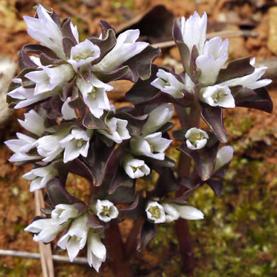 image of Obolaria virginica, Pennywort, Virginia Pennywort
