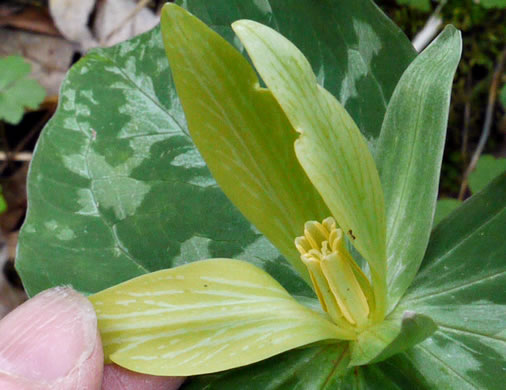 image of Trillium luteum, Yellow Trillium, Yellow Toadshade, Lemon-scented Trillium, Wax Trillium