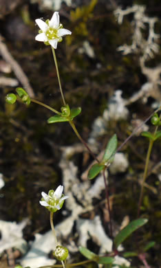 image of Mononeuria uniflora, Piedmont Sandwort, One-flower Sandwort