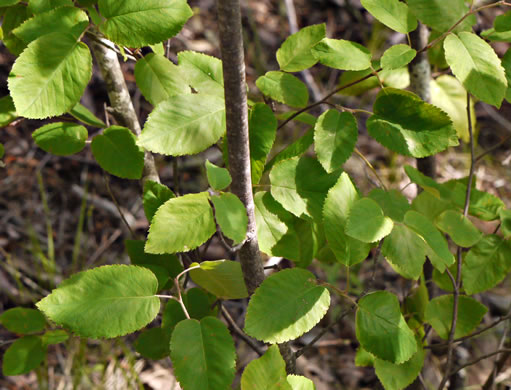 image of Amelanchier sanguinea, Roundleaf Serviceberry, New England Serviceberry