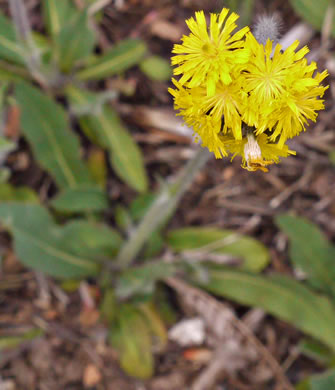 image of Pilosella caespitosa, Field Hawkweed, Yellow King-devil, Meadow Hawkweed
