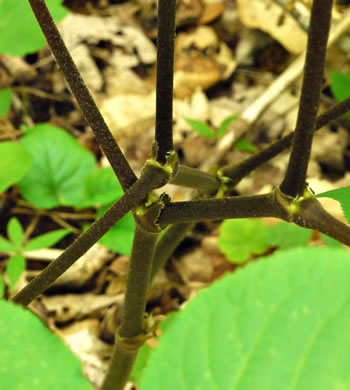 image of Aralia racemosa, Spikenard, Hungry-root