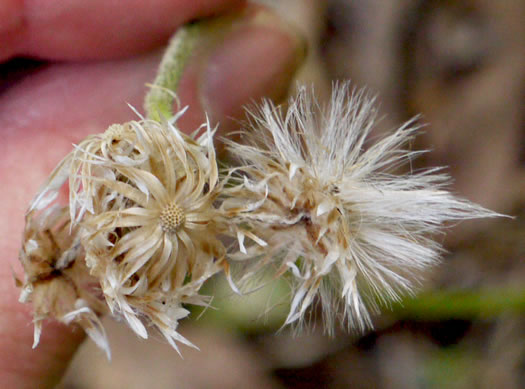image of Antennaria plantaginifolia, Plantainleaf Pussytoes, Plantain Pussytoes