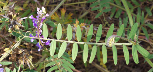Vicia villosa ssp. varia, Smooth Vetch, Winter Vetch