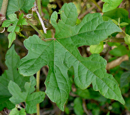 image of Ampelopsis glandulosa, Porcelain-berry, Amur Peppervine