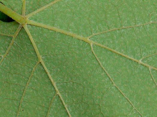 image of Vitis aestivalis var. aestivalis, Summer Grape