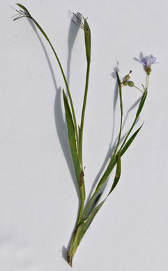 image of Sisyrinchium rosulatum, Annual Blue-eyed Grass, Lawn Blue-eyed Grass, Fairy Stars
