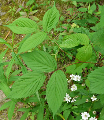 image of Rubus canadensis, Smooth Blackberry, Thornless Blackberry