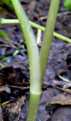 image of Cryptotaenia canadensis, Honewort