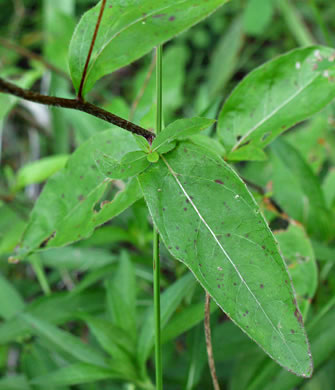 image of Oenothera fruticosa var. fruticosa, Narrowleaf Sundrops