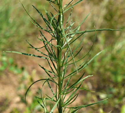 image of Helenium amarum var. amarum, Bitterweed, Yellow Sneezeweed