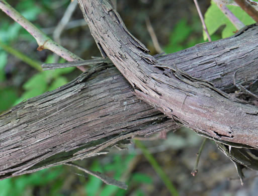 image of Vitis aestivalis var. bicolor, Silverleaf Grape