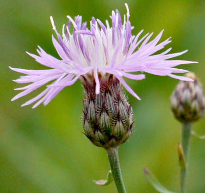 involucral bracts