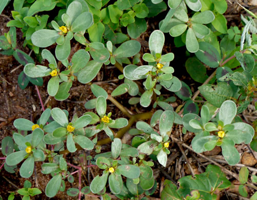 image of Portulaca oleracea, Common Purslane, Garden Purslane, Pussley