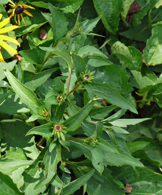 image of Rudbeckia fulgida, Common Eastern Coneflower, Orange Coneflower