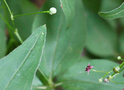 image of Galium latifolium, Purple Bedstraw, Wideleaf Bedstraw