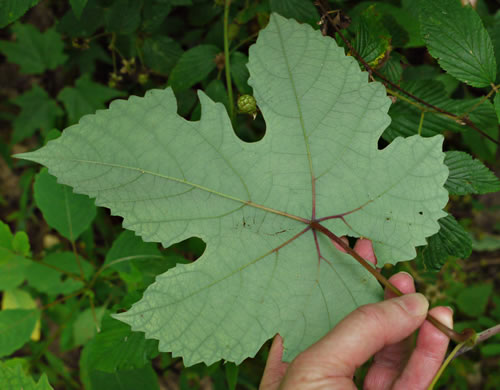 image of Vitis aestivalis var. bicolor, Silverleaf Grape