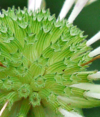 image of Monarda clinopodia, Basil Bergamot, Basil Balm, White Bergamot