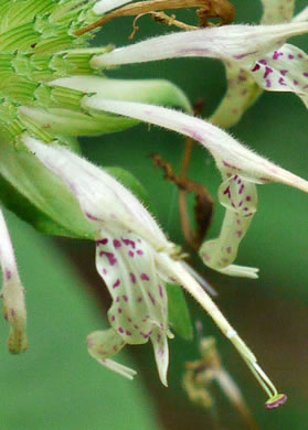 image of Monarda clinopodia, Basil Bergamot, Basil Balm, White Bergamot