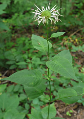 image of Monarda clinopodia, Basil Bergamot, Basil Beebalm, White Bergamot, Basil Balm