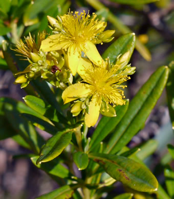 image of Hypericum densiflorum, Mountain Bushy St. Johnswort, Dense-flowered St. Johnswort