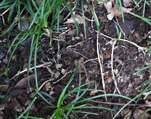 image of Ophiopogon japonicus, Mondo Grass, Black Mondo, Monkeygrass