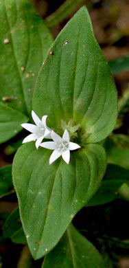 image of Richardia brasiliensis, Brazilian-clover, Tropical Mexican-clover, Tropical Richardia