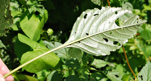 image of Amaranthus hybridus ssp. hybridus, Smooth Pigweed, Smooth Amaranth, Green Amaranth, Slim Amaranth