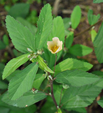image of Sida rhombifolia var. rhombifolia, Arrowleaf Sida, Diamondleaf Fanpetal, Cuban Jute