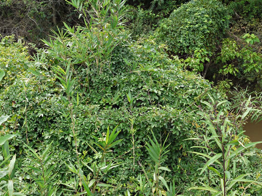 image of Akebia quinata, Five-leaf Akebia, Chocolate-vine